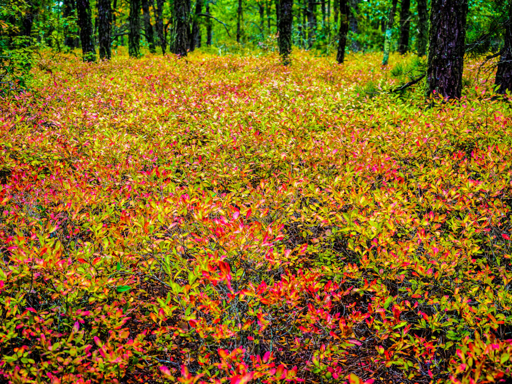 pinelands-color-020026