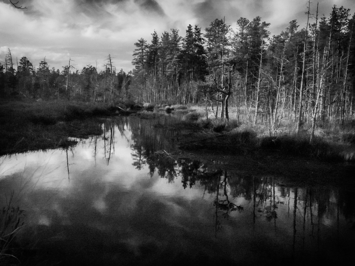 Franklin Parker Preserve - Fine Art Pinelands Photos