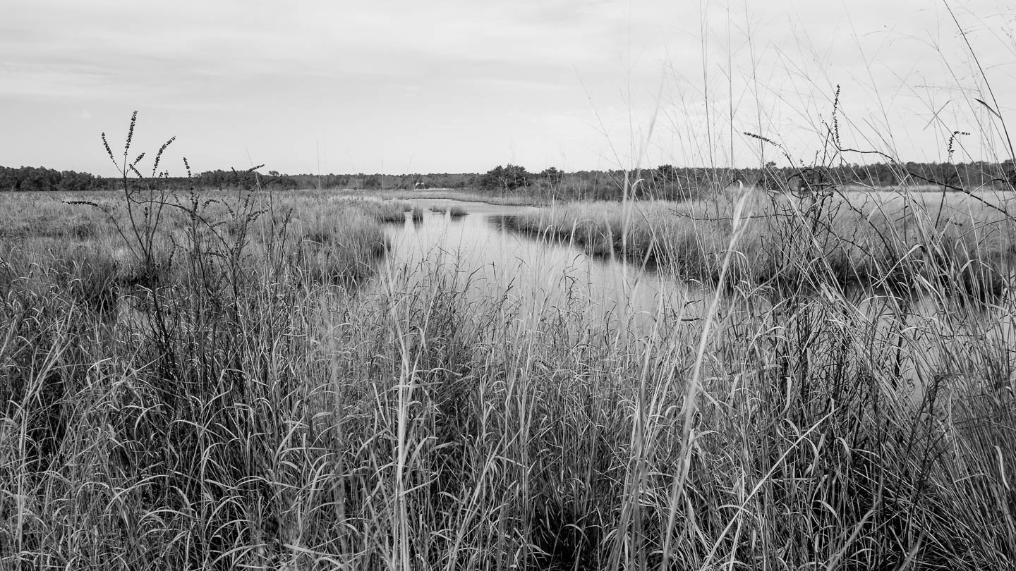 More Franklin Parker Preserve - Fine Art Pinelands Photos