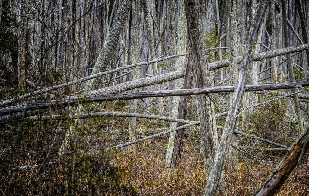 Deep Woods – Cedar Swamp