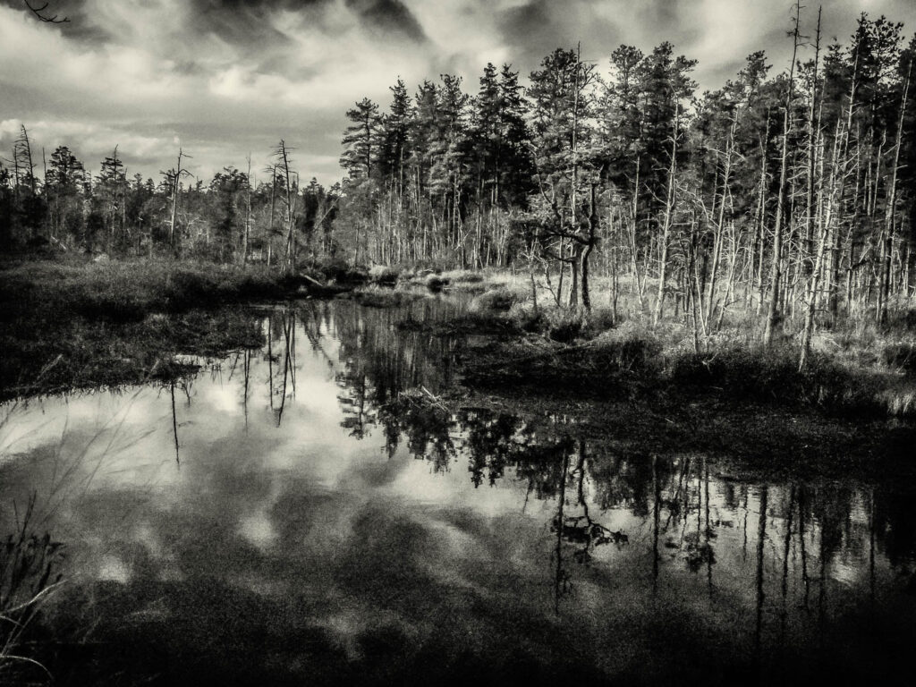 Franklin Parker Preserve - Fine Art Pinelands Photos