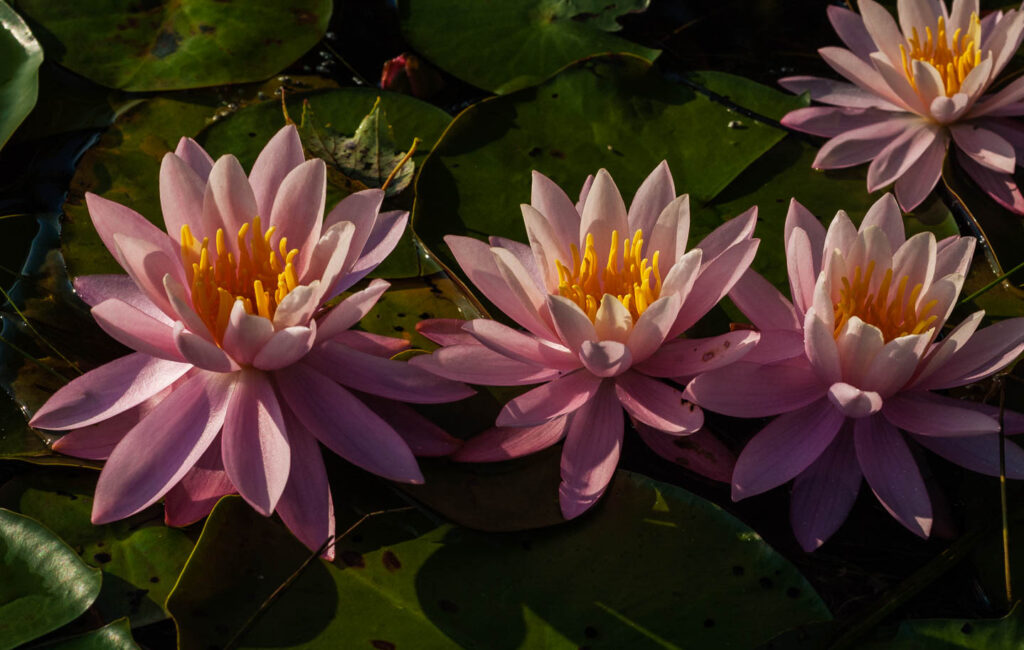 Whitesbog NJ Water lilies