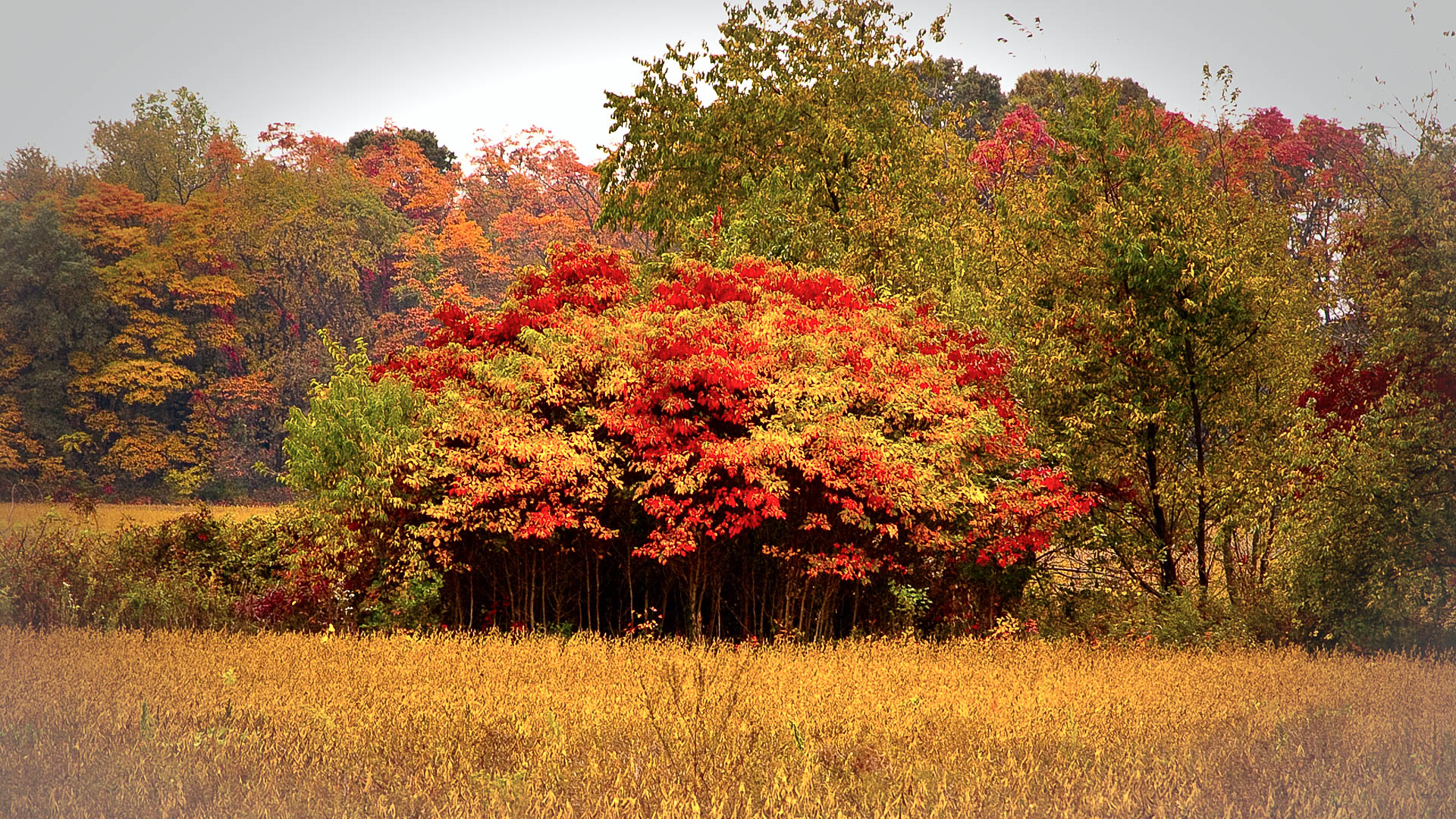 Last of Fall Colors in the Pine Lands - Fine Art Pinelands Photos