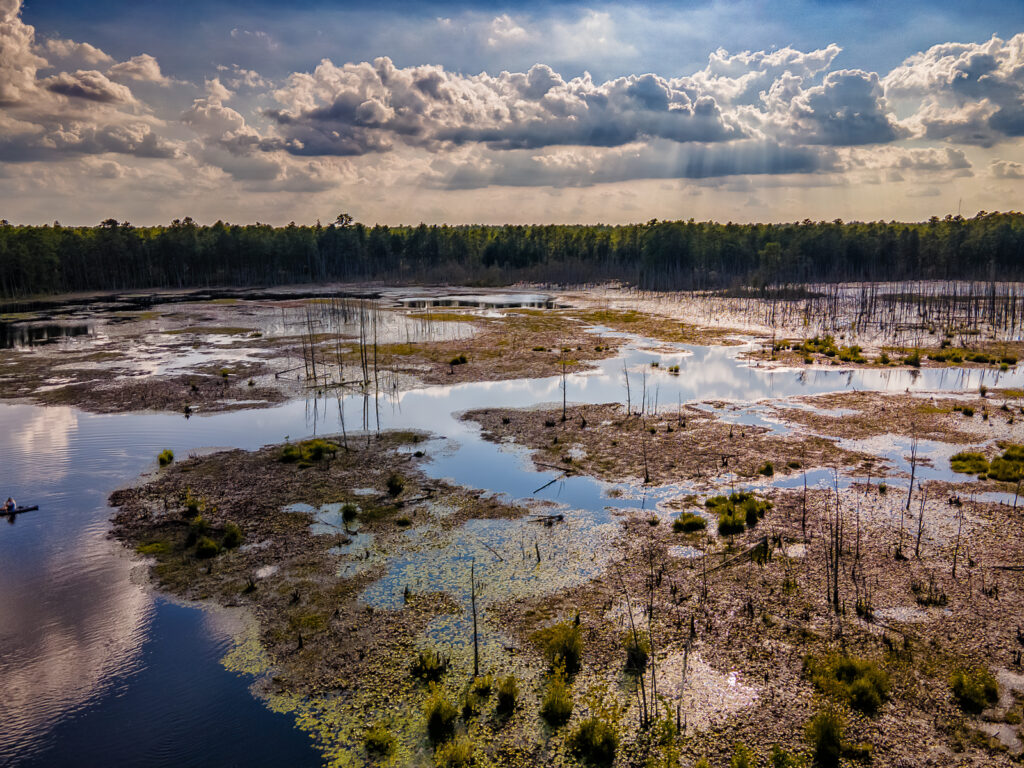 From The New Jersey Pine Lands - Fine Art Pinelands Photos